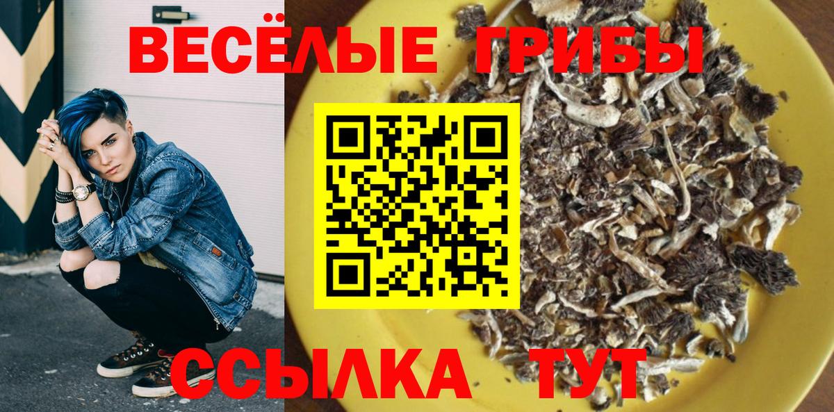Галлюциногенные грибы Psilocybe Тимашёвск